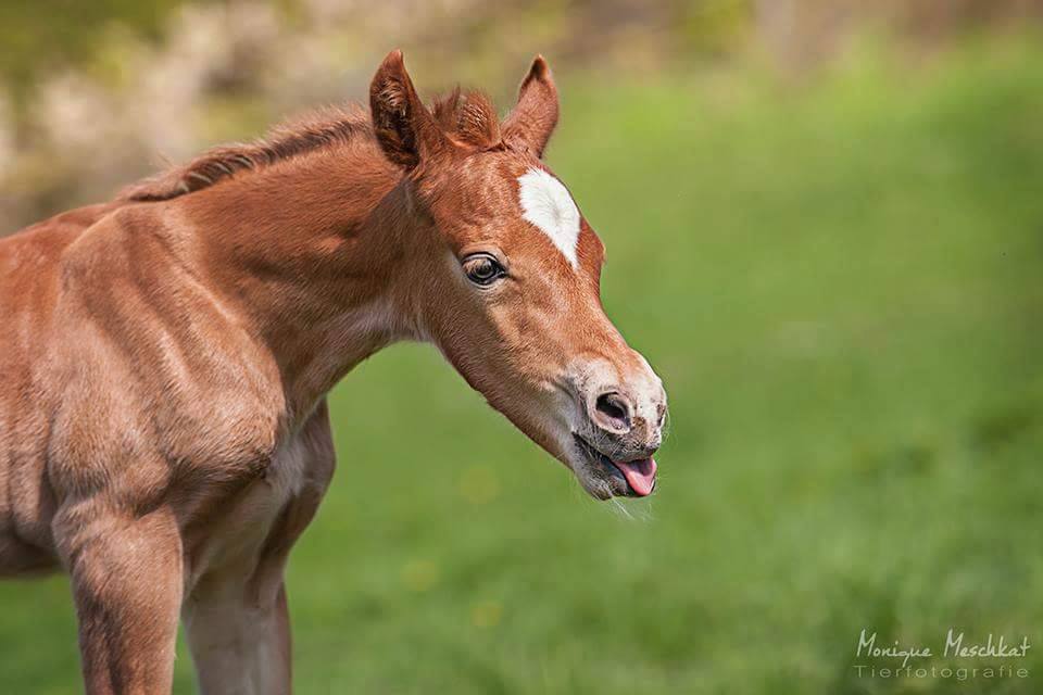 Traver Tamino-Welsh Cob @Monique Meschkat